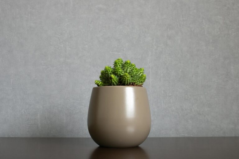 A minimalist display of a Euphorbia plant in a beige pot against a neutral background.